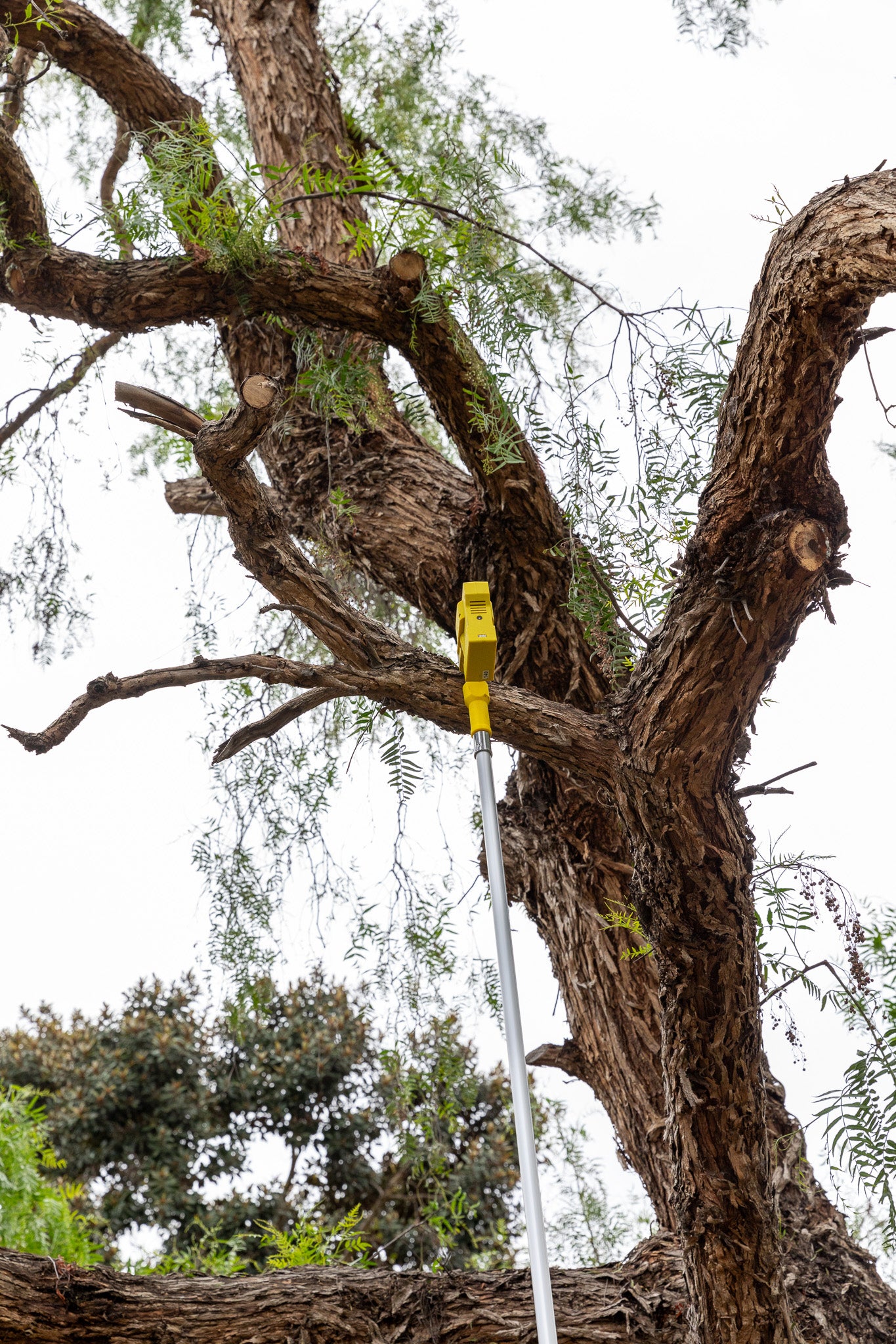 Ready to trim a thick tree limb with SFT20-2 power pruning saw 