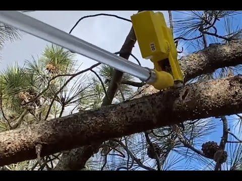 Trimming high tree branches using SFT20-2 pruning saw
