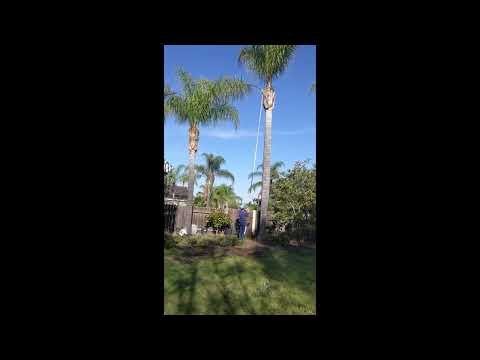 Trimming down 30ft high Queen Palm Frond in seconds 